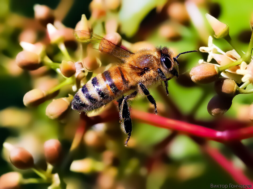 пчела - Laryan1 