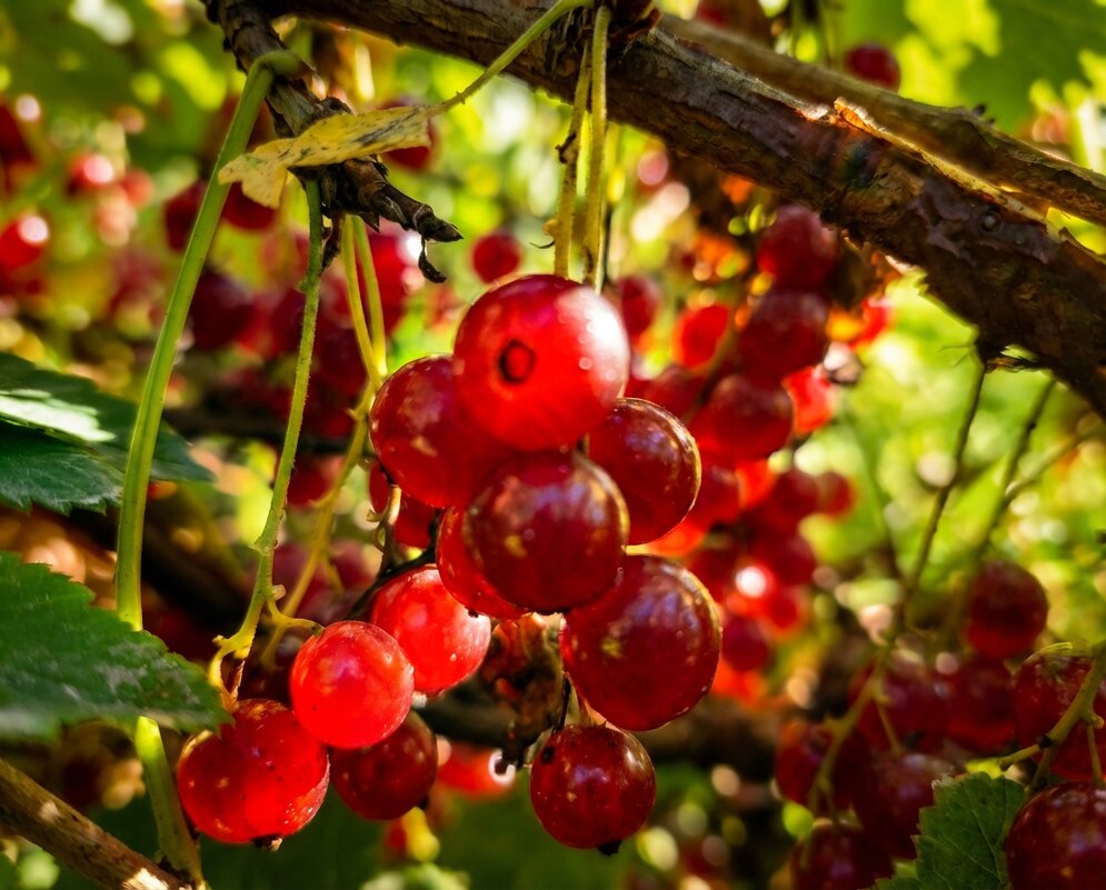 Ягоды спелой красной смородины на ветке в лучах вечернего солнца - Лилия 