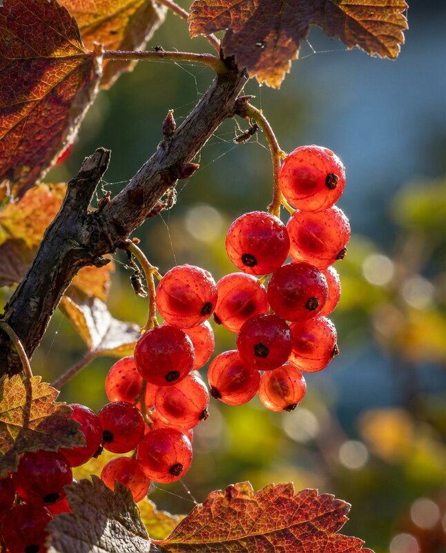 Ягоды красной смородины - Лилия 