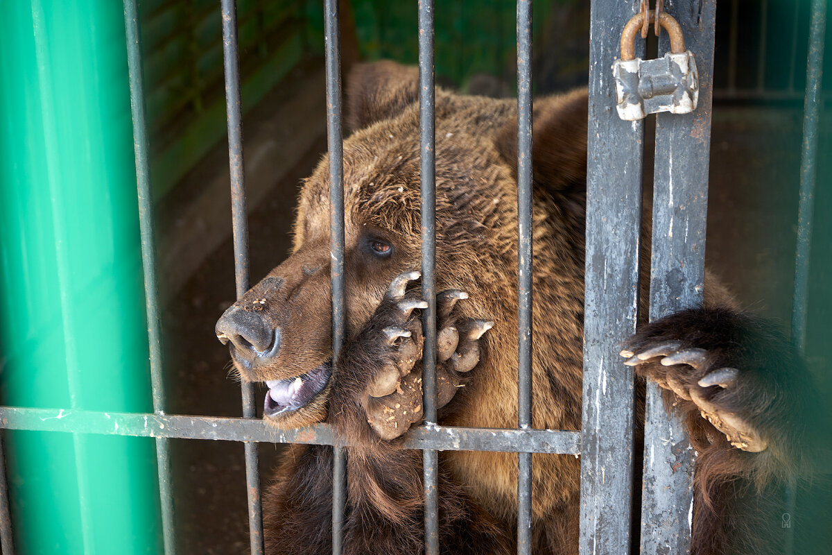 За решёткой. Самарский ззопарк - Олег Манаенков За решёткой. Самарский ззопарк - Олег Манаенков