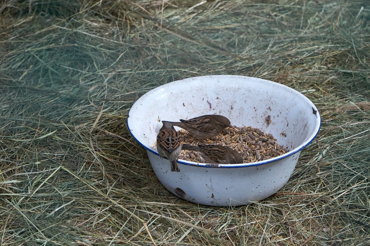 Где обедал воробей? - Олег Манаенков Где обедал воробей? - Олег Манаенков