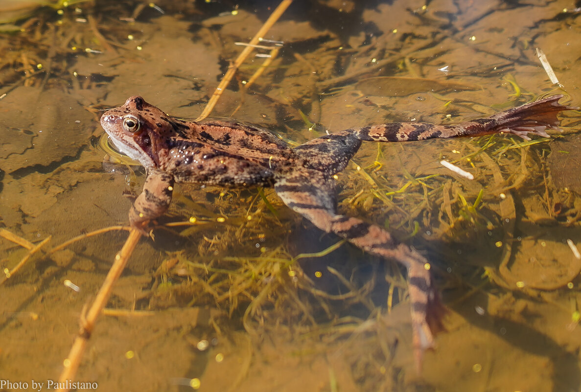 Пловец... - Владимир Жданов Пловец... - Владимир Жданов