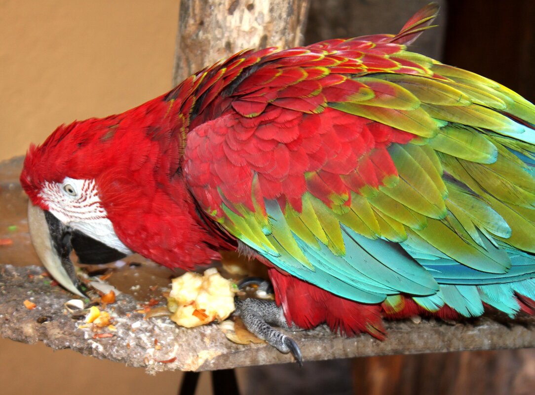 Очень красивые попугаи в домике Колумба - Savayr Очень красивые попугаи в домике Колумба - Savayr