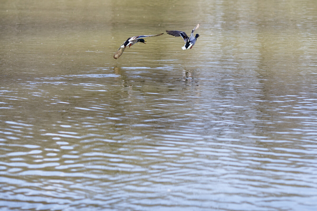 Ты куда? - Светлана Тихонина