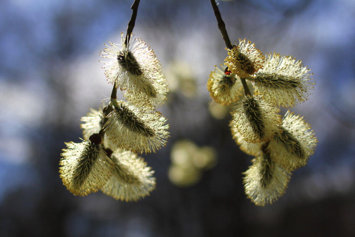 ... - Ninell Nikitina ... - Ninell Nikitina