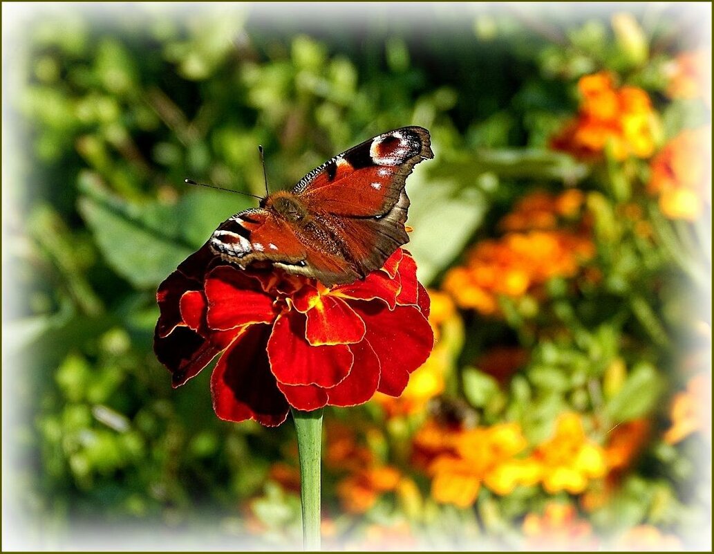 Павлиний глаз на бархатце ... - Валентина Надсон