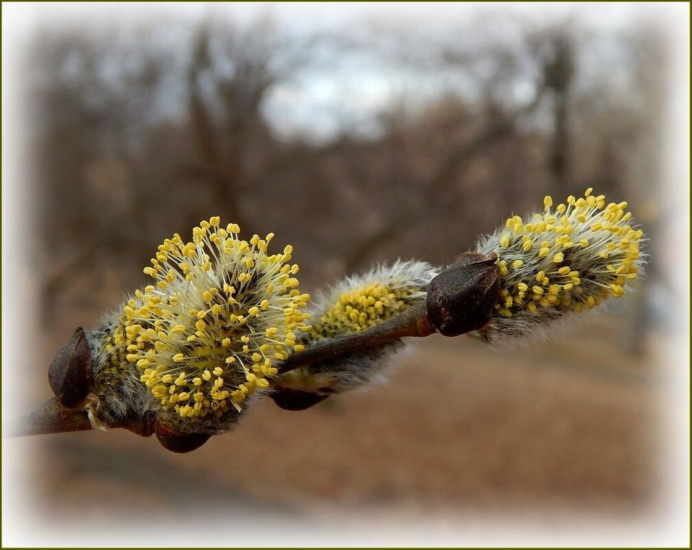 Верба зацветает ... - Валентина Надсон