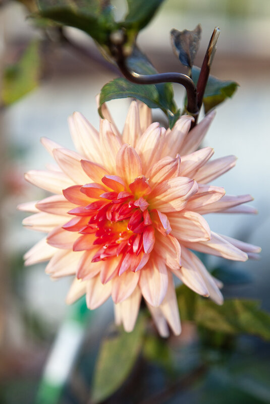 Георгин осенний. - Лилия * Георгин осенний. - Лилия *