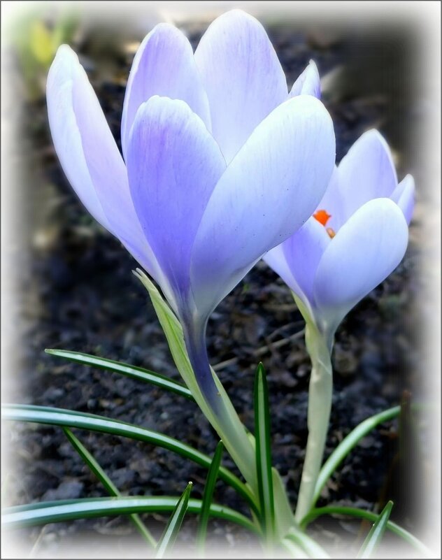 Крупноцветковые крокусы - Елена Сухорученкова
