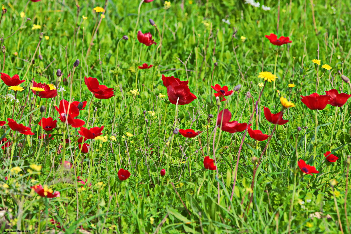 Природа 2026 - Владислав Воровский 