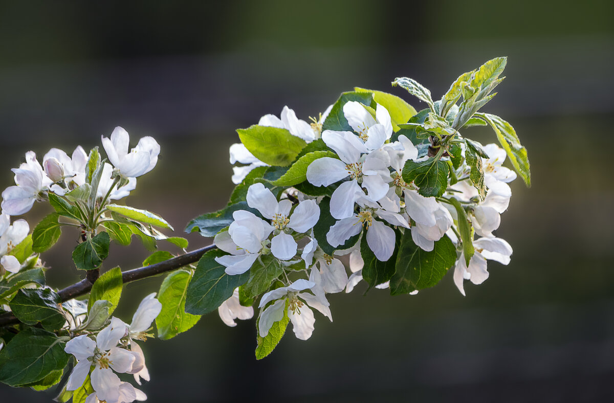 Яблоня - Aleksey Afonin Яблоня - Aleksey Afonin