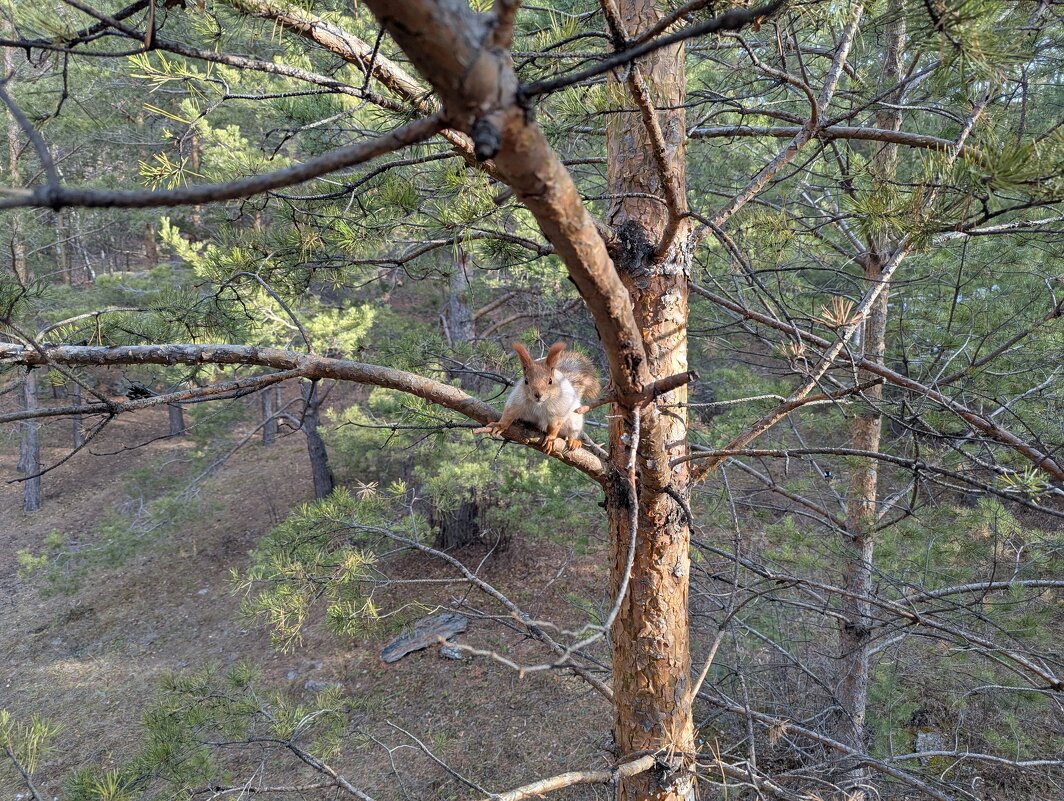 Белочка на сосне - Андрей Хлопонин