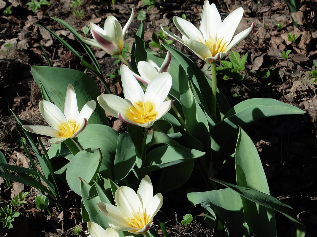 Первые тюльпаны расцвели в Аптекарском огороде - Лидия Бусурина