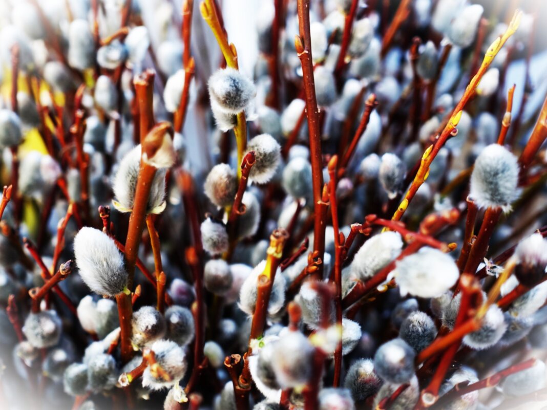 Поздравляю с Вербным воскресеньем!! - Aida10 