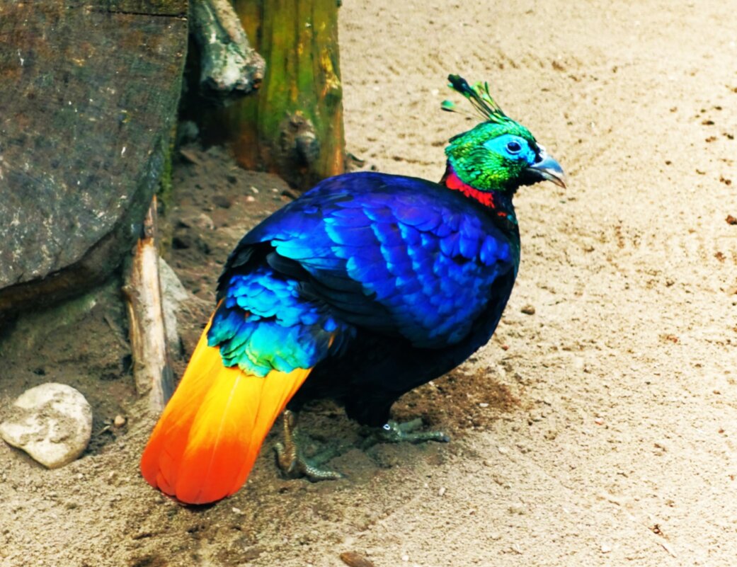 Фазан оглянулся посмотреть на меня.. - Aida10 Фазан оглянулся посмотреть на меня.. - Aida10