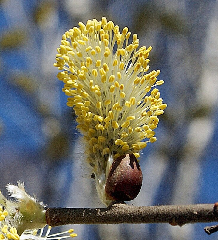 Вербочка в кувшинчике - Галина Нестратова Вербочка в кувшинчике - Галина Нестратова
