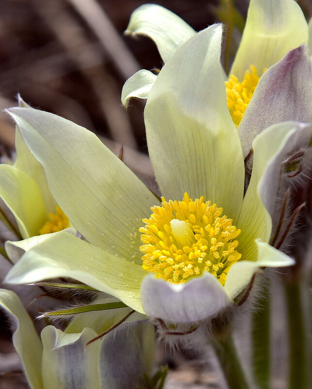 Первые признаки весны. - юрий Амосов