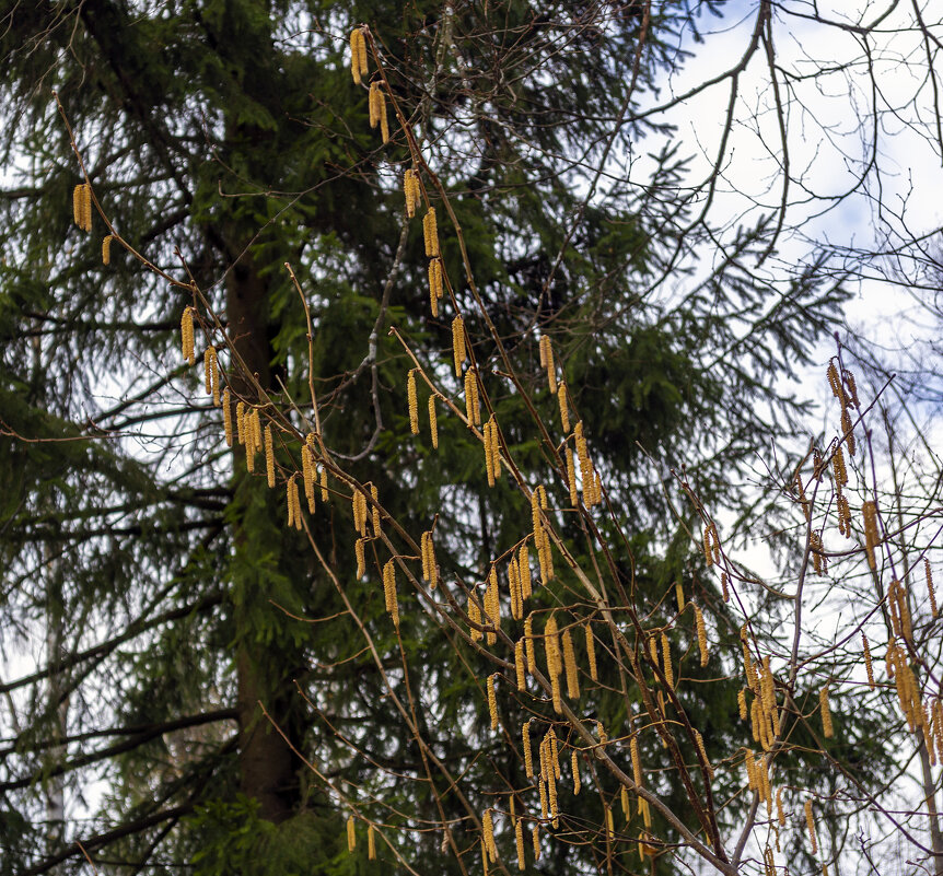 Орешник в сережках - Сергей Цветков