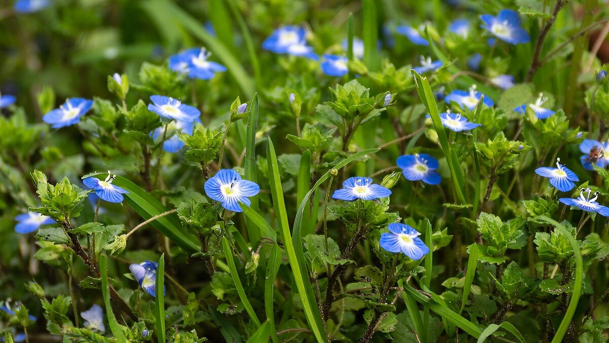 Вероника полевая - Игорь Сикорский Вероника полевая - Игорь Сикорский
