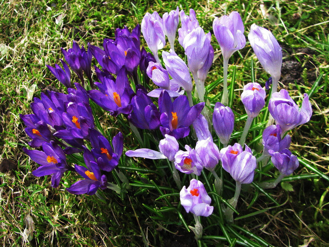 Красота в саду - Людмила Смородинская Красота в саду - Людмила Смородинская