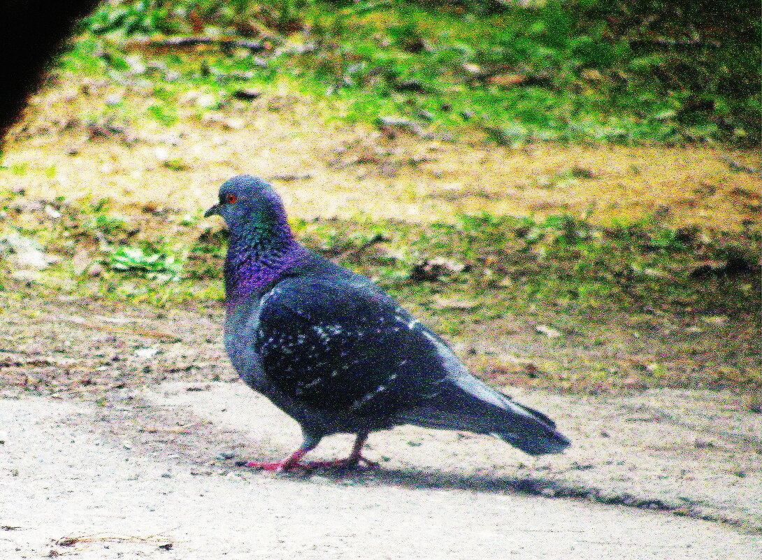 Красавчик гуляет - Людмила Смородинская Красавчик гуляет - Людмила Смородинская