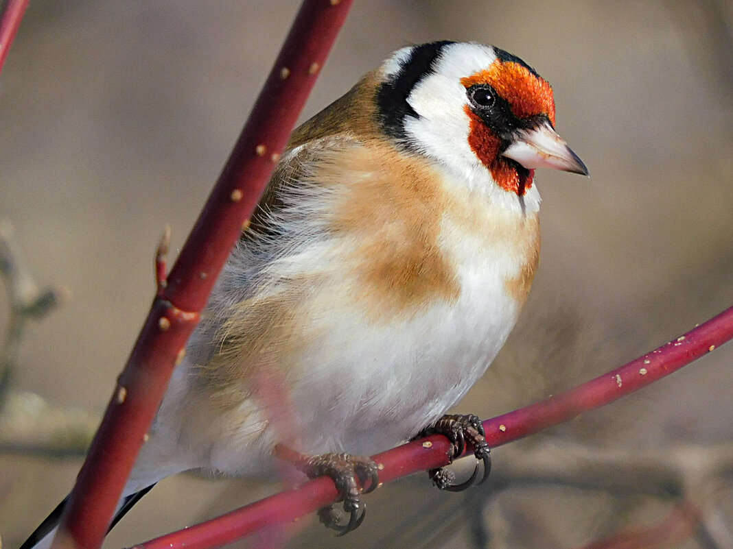 Щегол - Лина 
