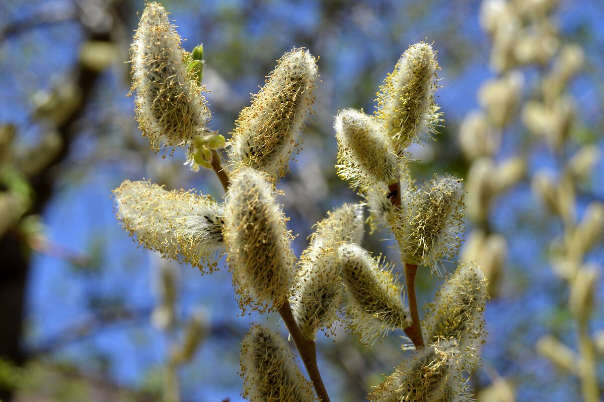 Верба - Владимир Помазан
