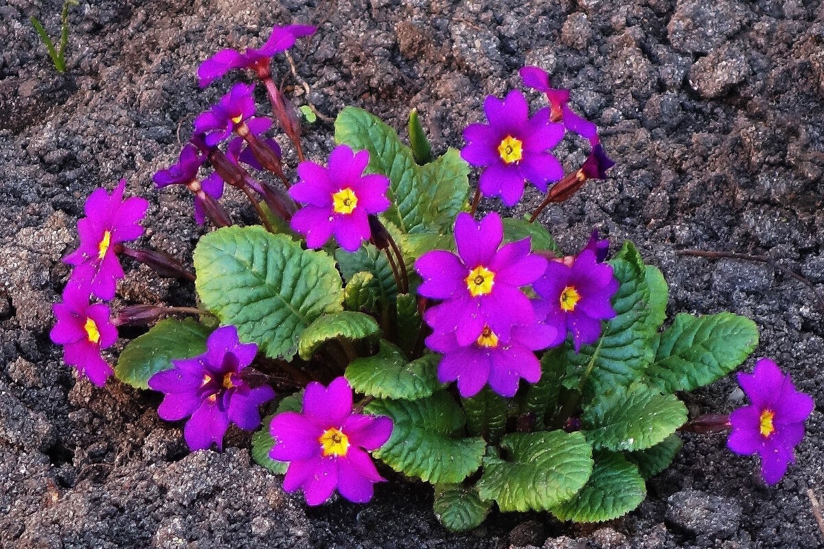 Примула - Рита Симонова Примула - Рита Симонова