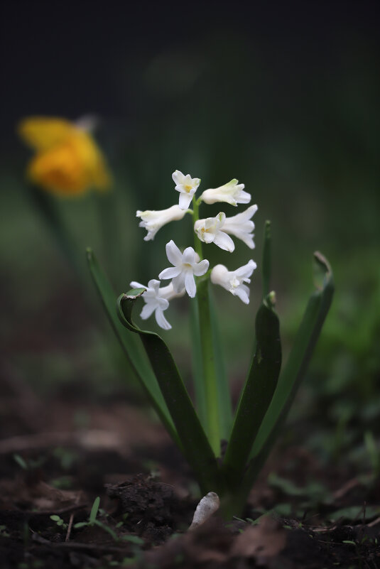 Гиацинт - Игорь Шевченко Гиацинт - Игорь Шевченко