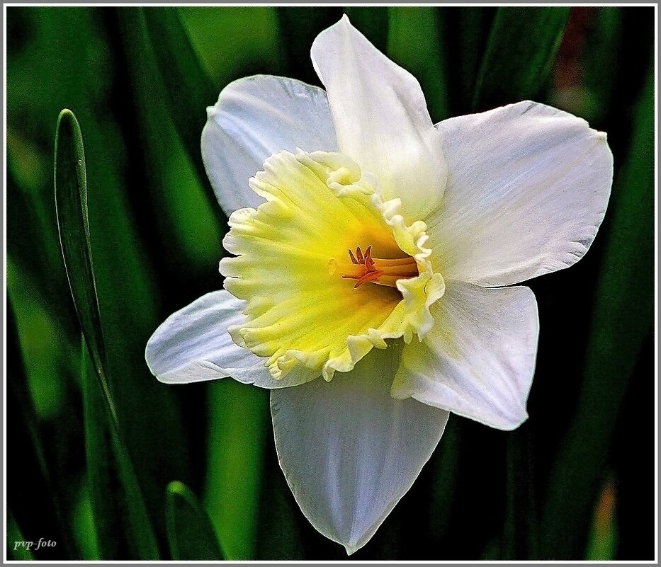 Весеннее солнышко. - Владимир Попов Весеннее солнышко. - Владимир Попов