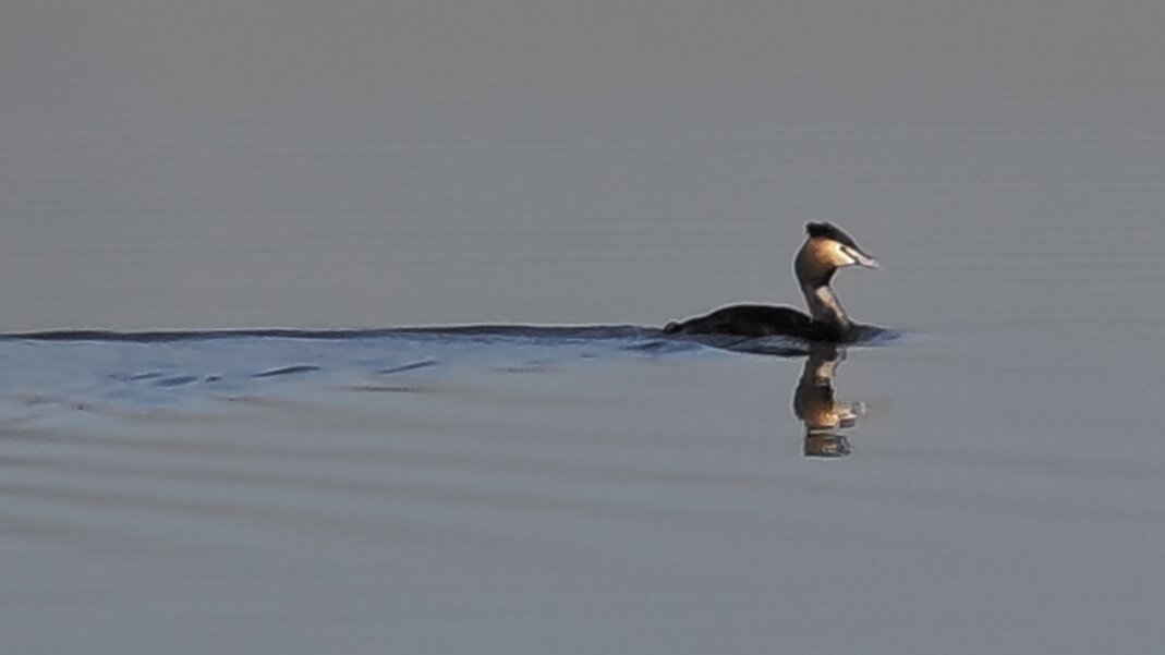 Чомга - Наталия 