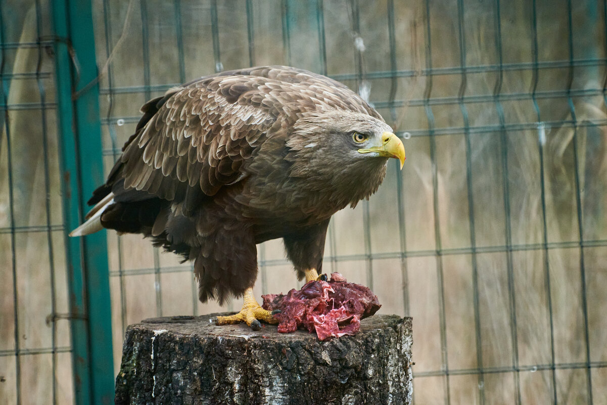 Орлан Белохвостый - Александр Леонов