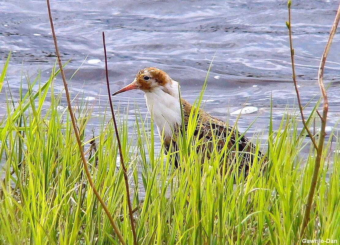 турухтан - gawrilа - dan