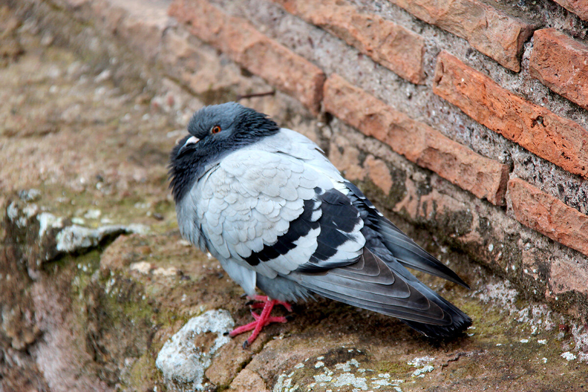 Нахохлился - Сергей Сомихин