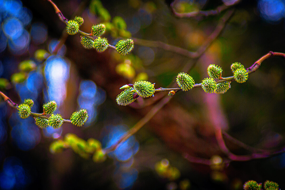 ВЕРБА - Владимир Кроливец
