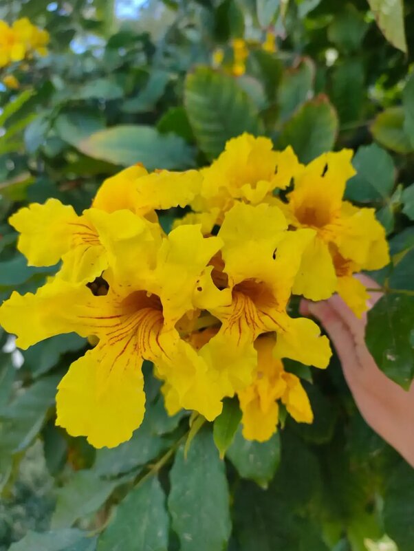 Египет. Шарм-эль-Шейх - Ирэн 