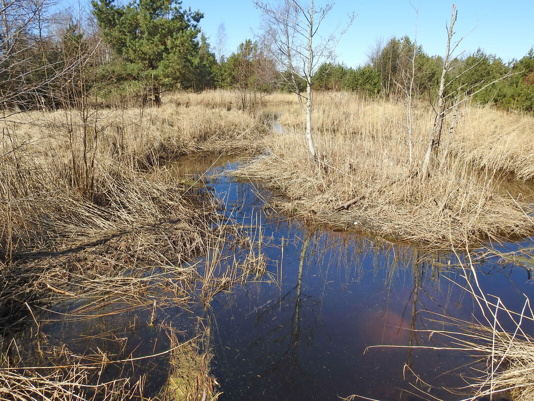 весенние зарисовки - ИННА ПОРОХОВА весенние зарисовки - ИННА ПОРОХОВА