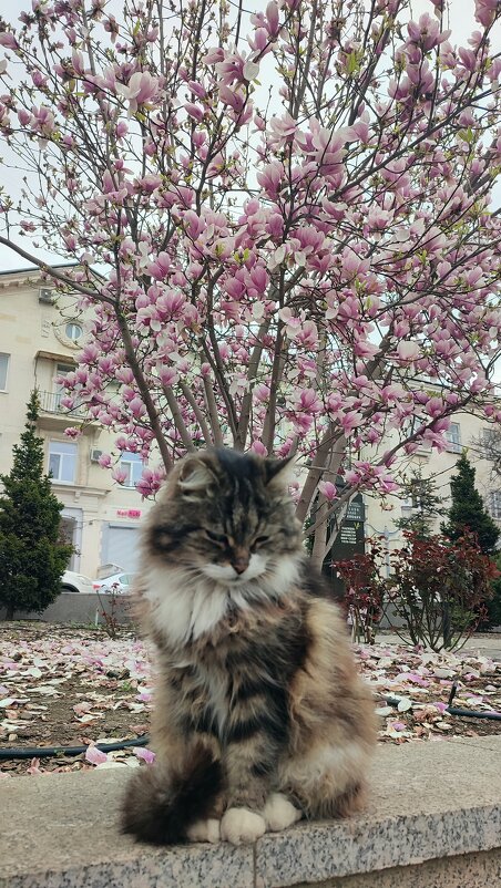 Магнолия. Кот - Людмила Мила