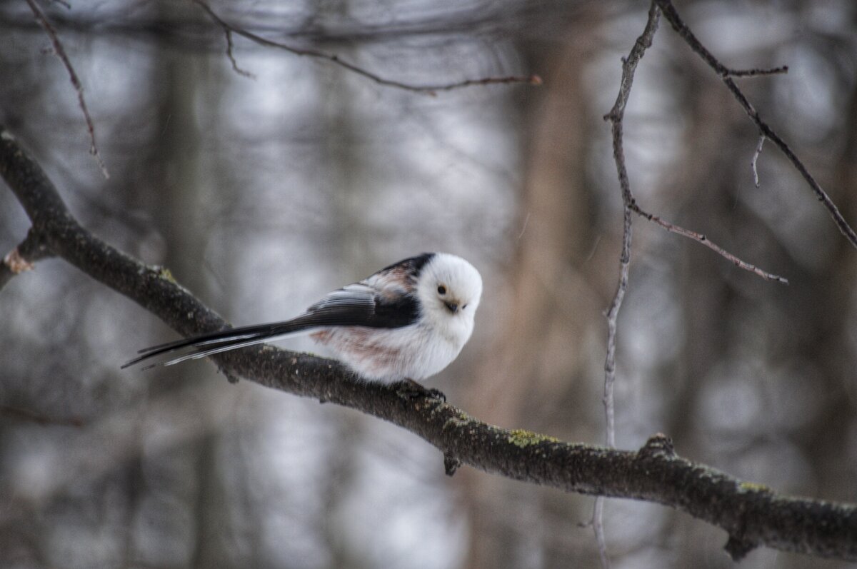 Ополовник - Надежда Абрамова