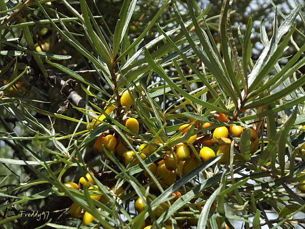 Облепиха - Freddy 97