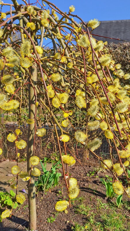 С Вербным Воскресеньем ! - Андрей K. С Вербным Воскресеньем ! - Андрей K.