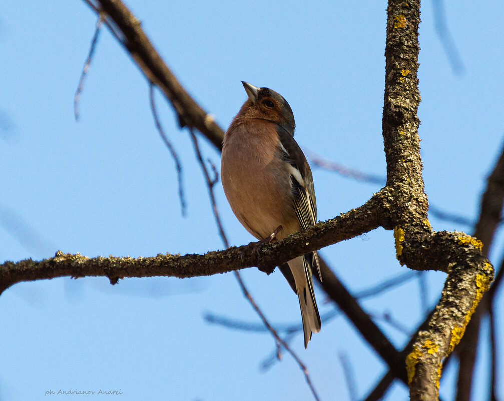 Зяблик. - Андрей Андрианов Зяблик. - Андрей Андрианов