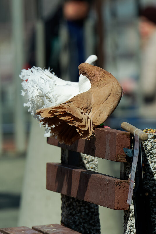 Распушистики - Вячеслав Алтай