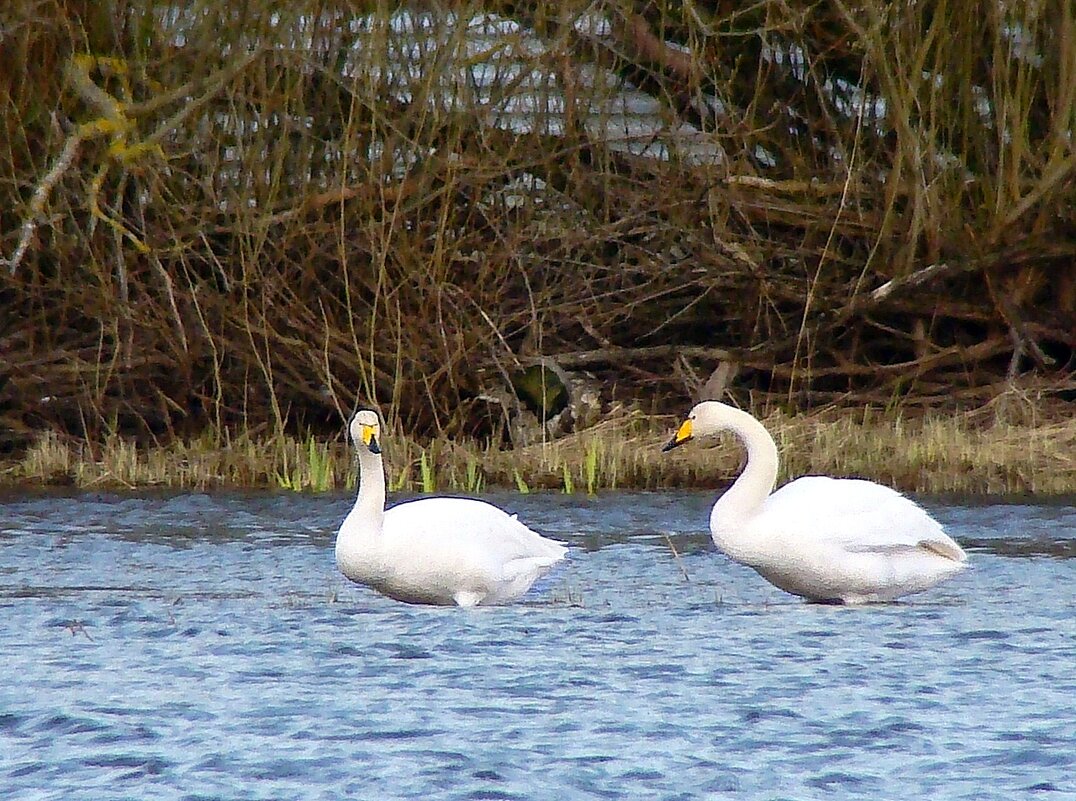 лебеди кликуны - gawrilа - dan
