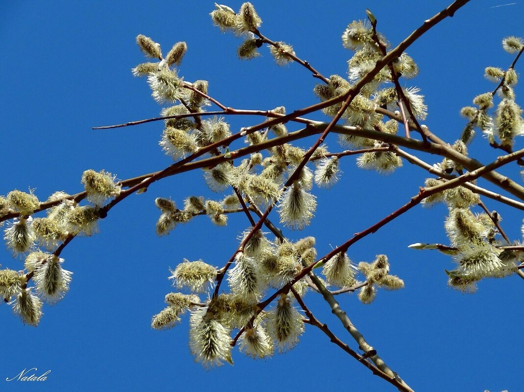 Верба расцвела к празднику. - Наталья *** Верба расцвела к празднику. - Наталья ***