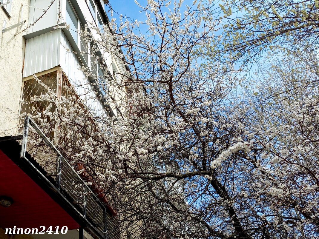 Балкон-сад - Нина Бутко