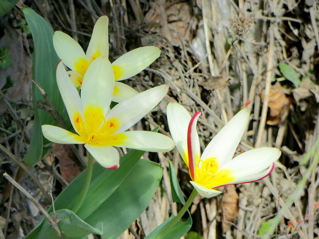 Тюльпаны Кауфмана - Александр Чеботарь Тюльпаны Кауфмана - Александр Чеботарь