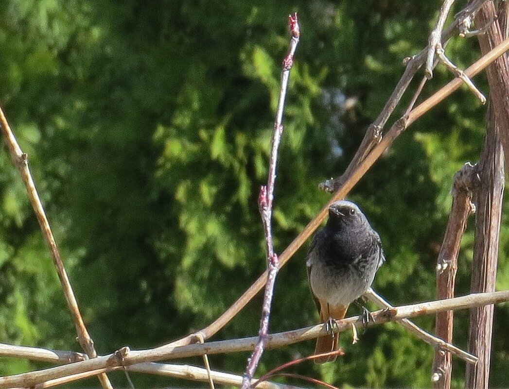 Горихвостка Чернушка, самец - Natali 