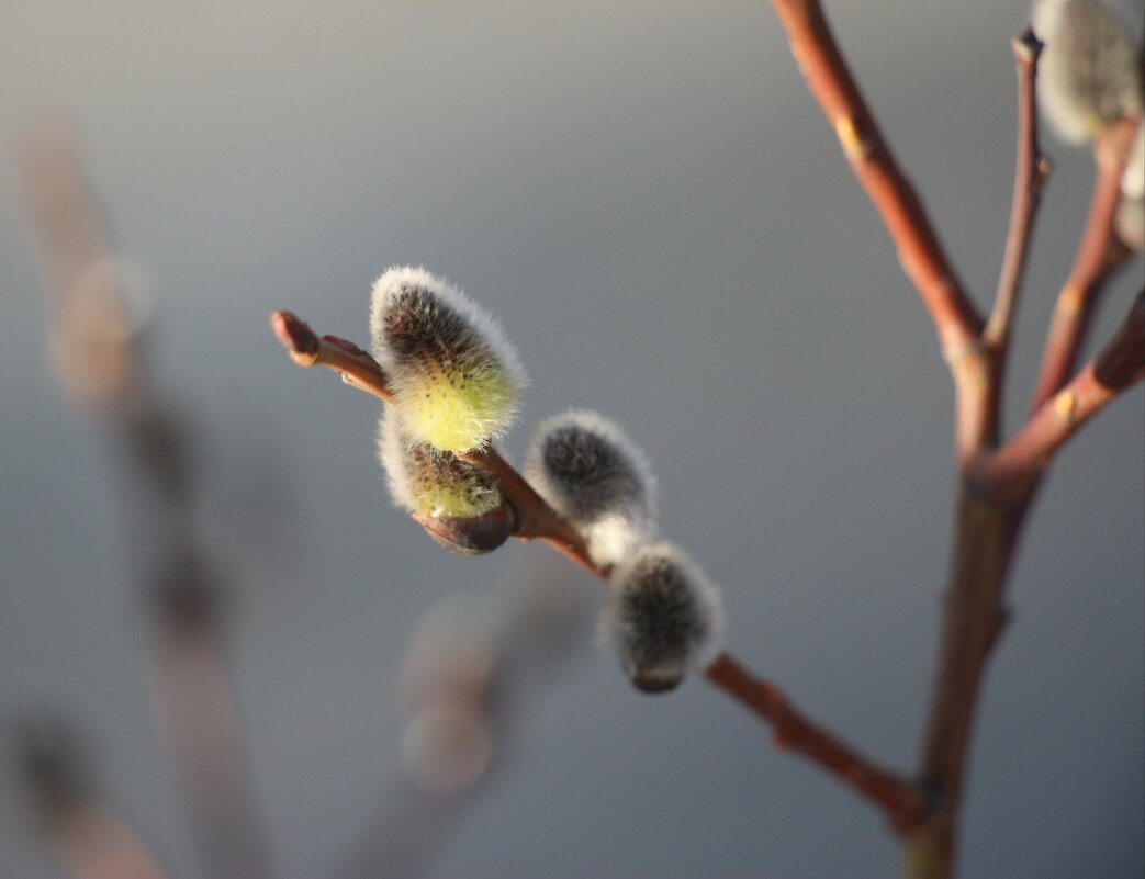 С Вербным воскресеньем! - Наталья Герасимова С Вербным воскресеньем! - Наталья Герасимова