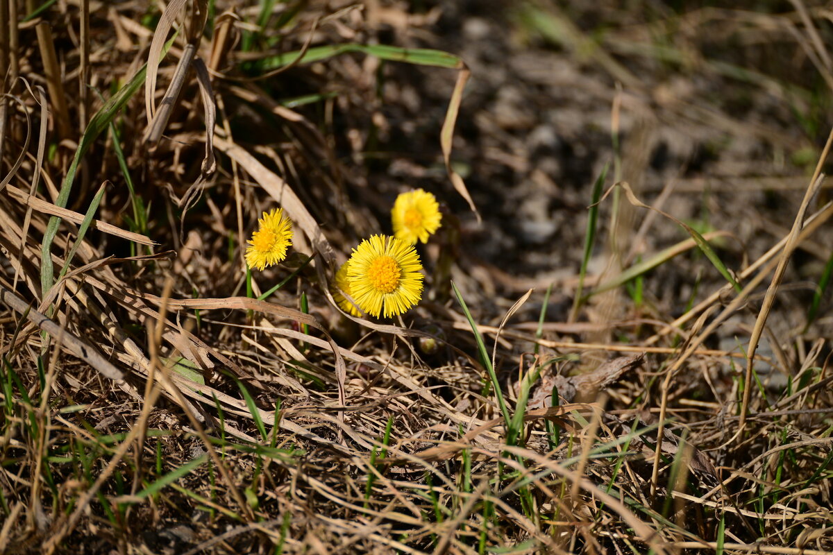 Среди прошлогодней листвы - Владислав Левашов